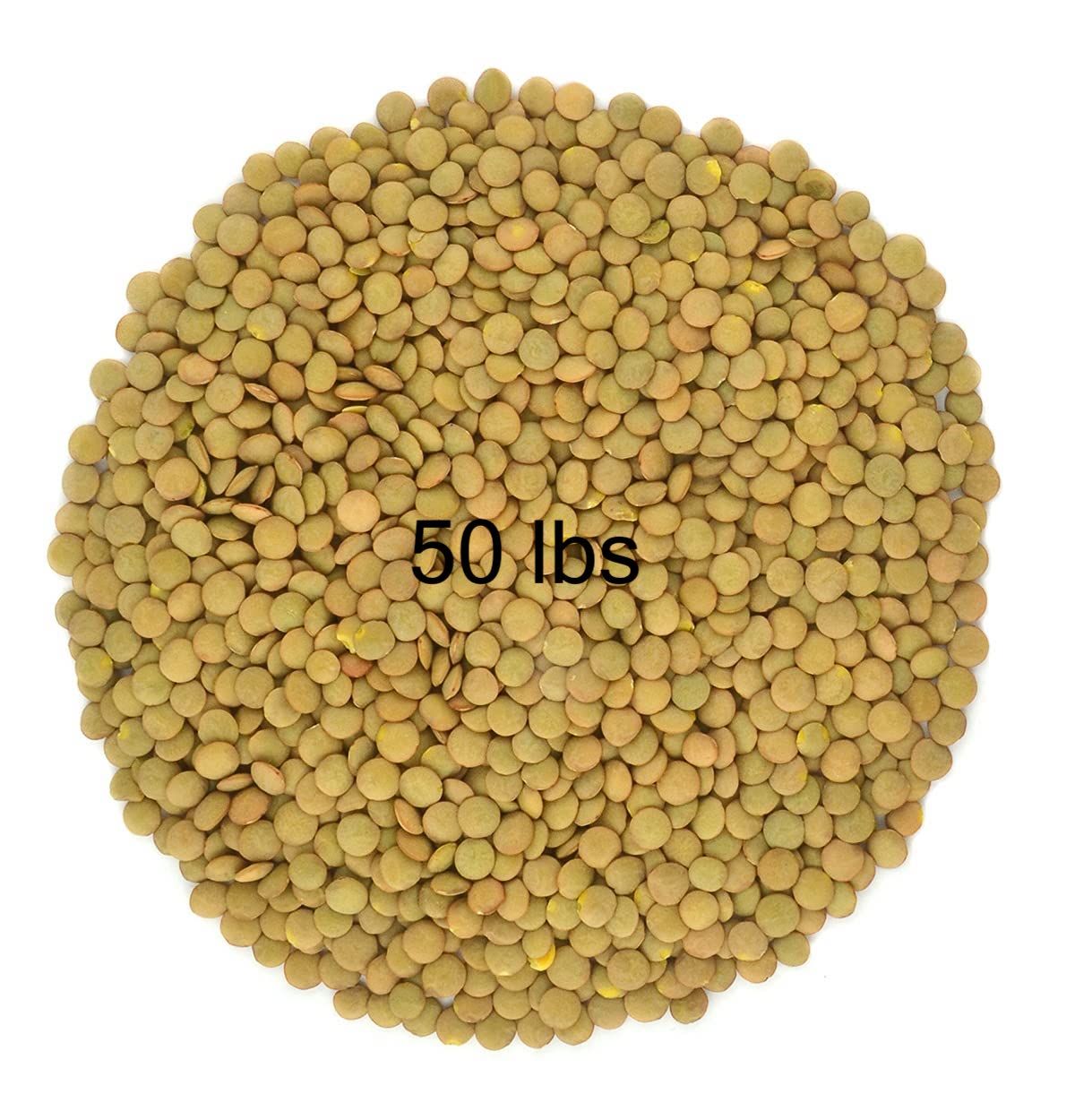 214 - Green Lentils